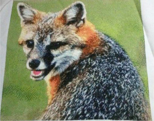 Gray Fox