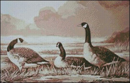 Canadian Geese - Click Image to Close